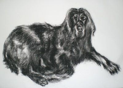 gordon terrier