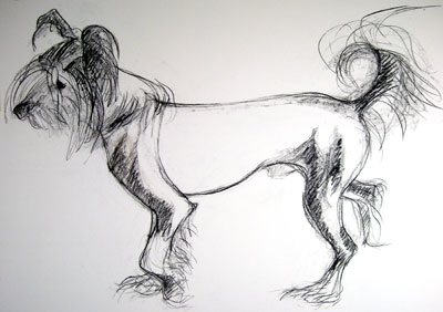chinese crested