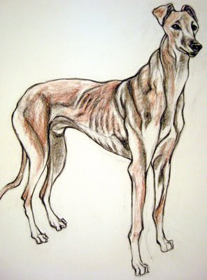 greyehound