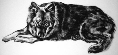 german shepherd