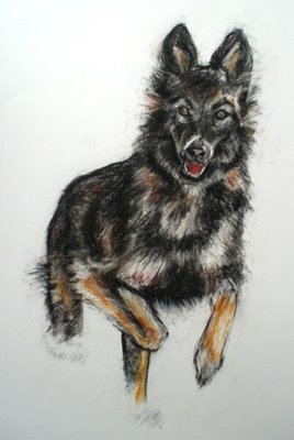 german shepherd