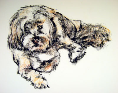 lhasa apso