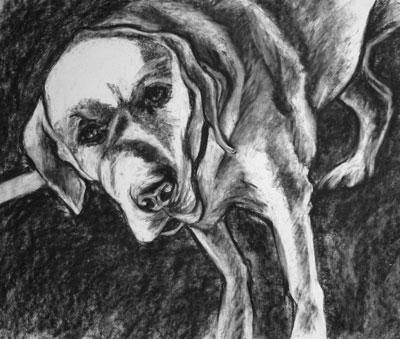 labrador retriever, lab
