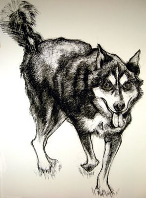 husky